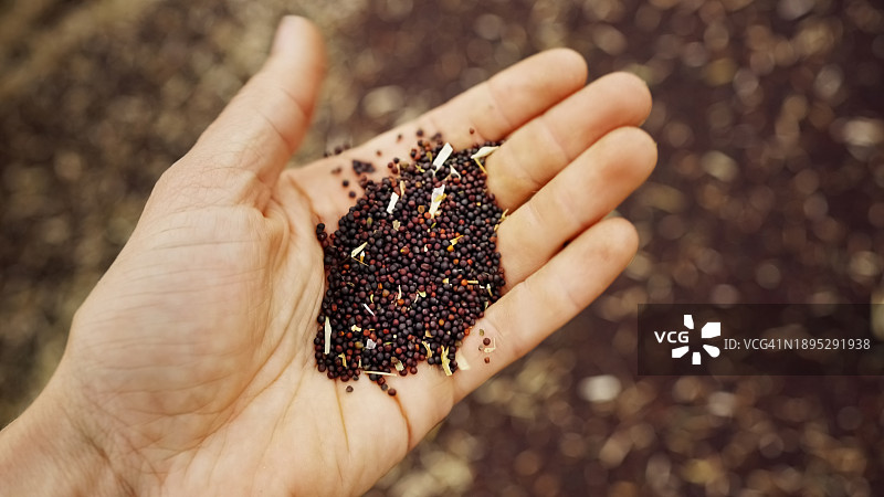 农民手持油菜籽的特写图片素材