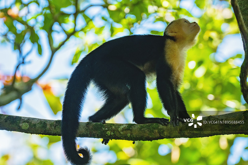 树上的可爱白面卷尾猴图片素材