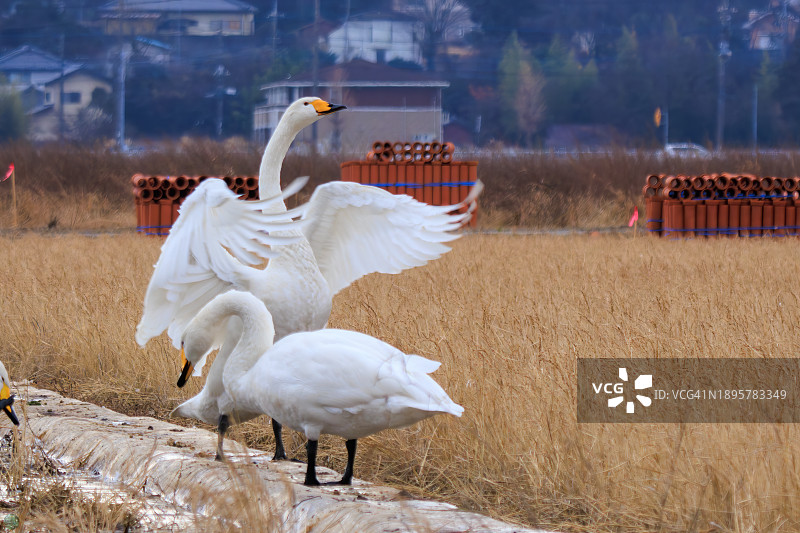 大天鹅和小天鹅群（鸭科，天鹅属）振翅图片素材