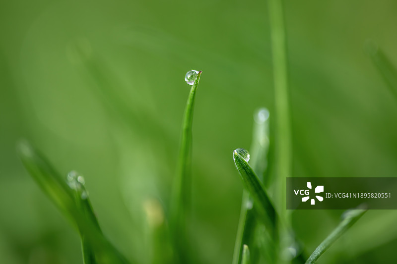 草坪上闪亮的水滴图片素材