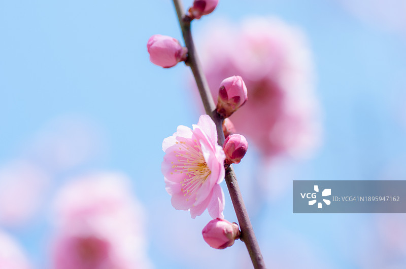 蓝天梅花图片素材