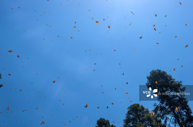 墨西哥帝王蝶保护区中的帝王蝶图片素材