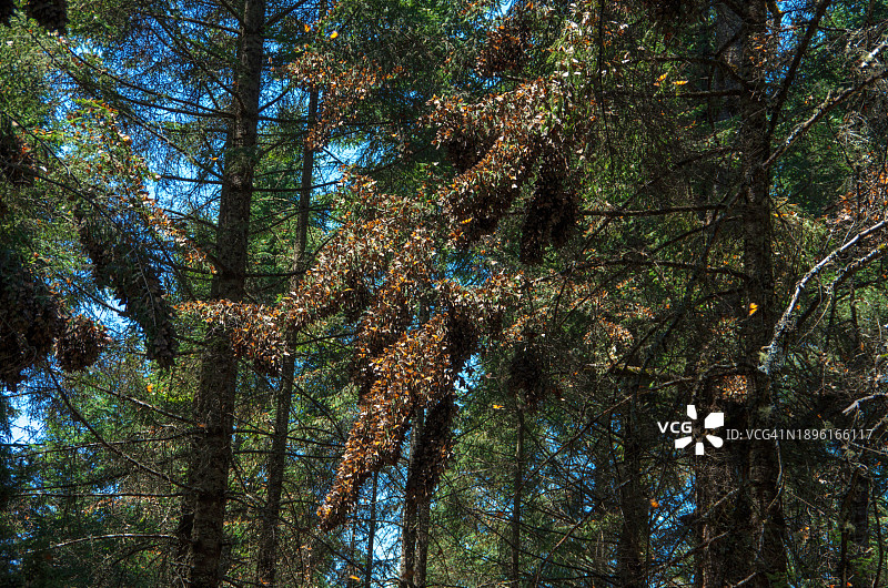 墨西哥米却肯州帝王蝶群，针叶树枝图片素材