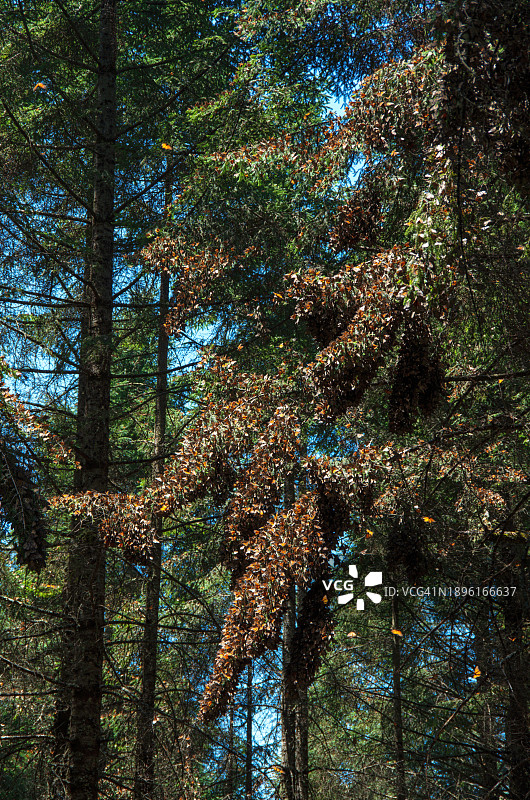 墨西哥米却肯州帝王蝶群，针叶树枝图片素材