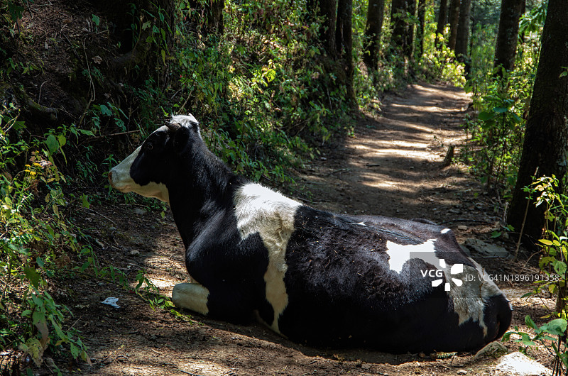 黑白乳牛卧地挡住土路图片素材