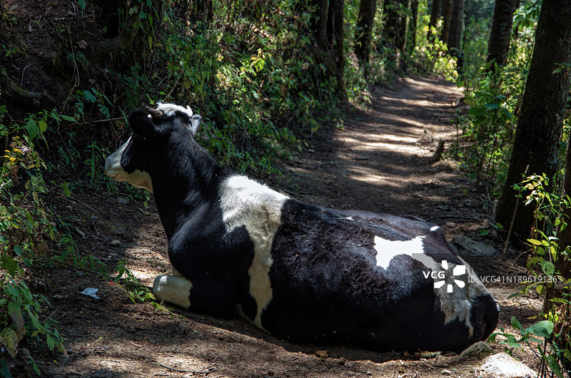 黑白乳牛卧地挡住土路图片素材