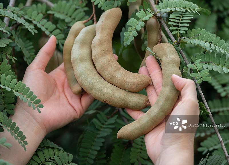 采摘罗望果图片素材