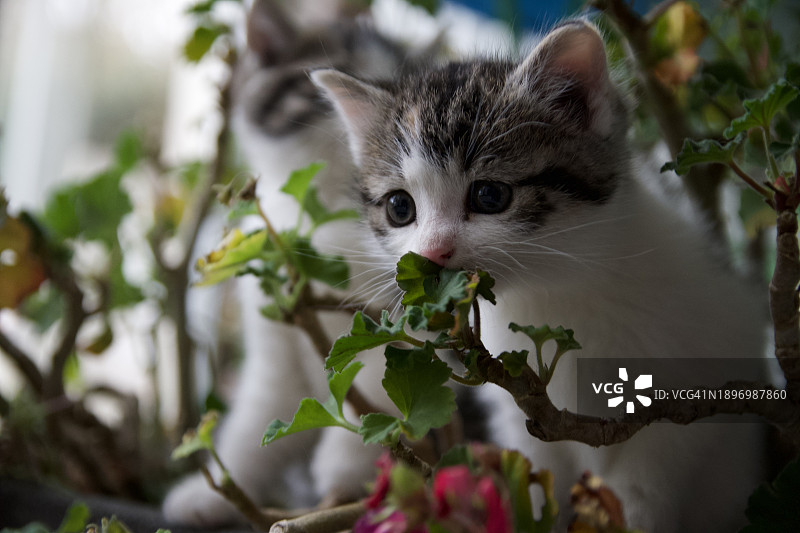花丛中的小猫图片素材