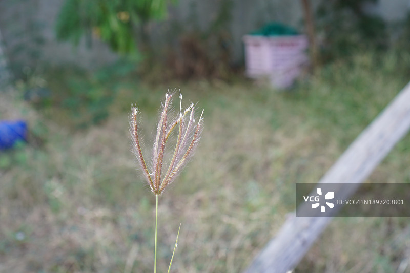 crowfoot草，海滩铁丝草图片素材
