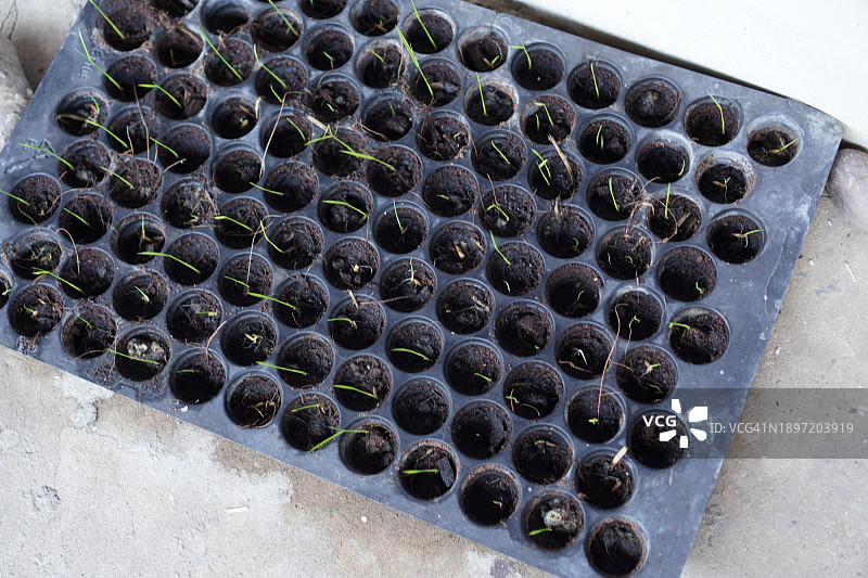 黑色塑料容器中的种子植物图片素材