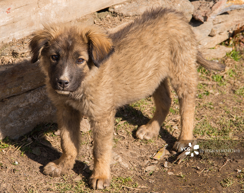 流浪小狗图片素材