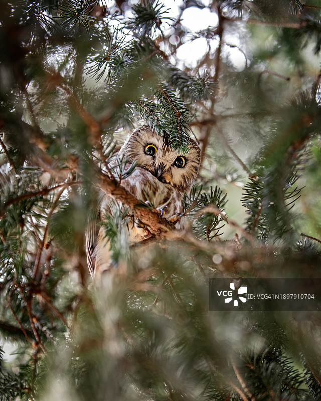 隐秘的锯齿啸鸮图片素材