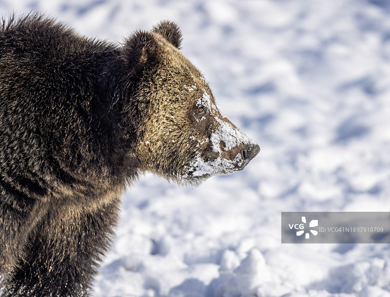 雪地灰熊图片素材