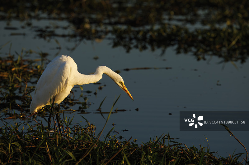 中白鹭（Ardea intermedia）站在水中图片素材
