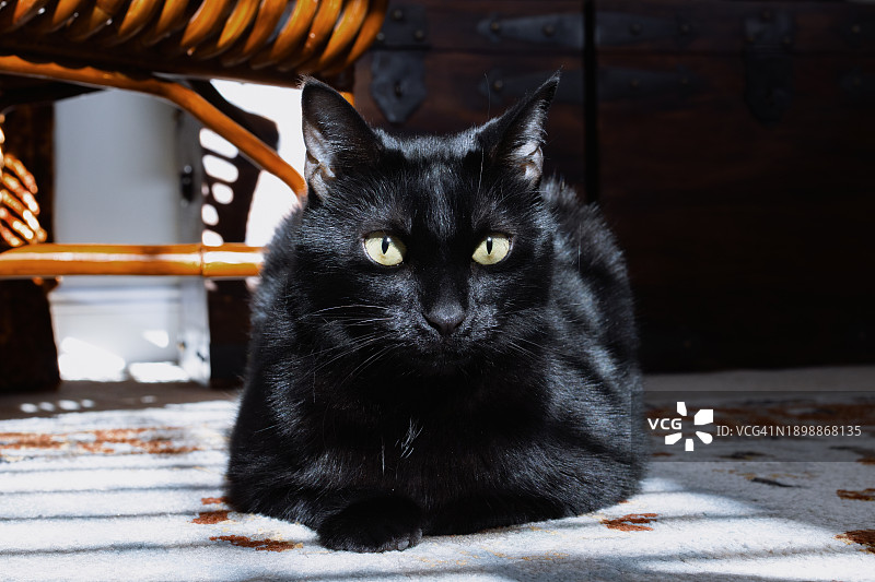 黑猫在室内阳光下放松身心图片素材
