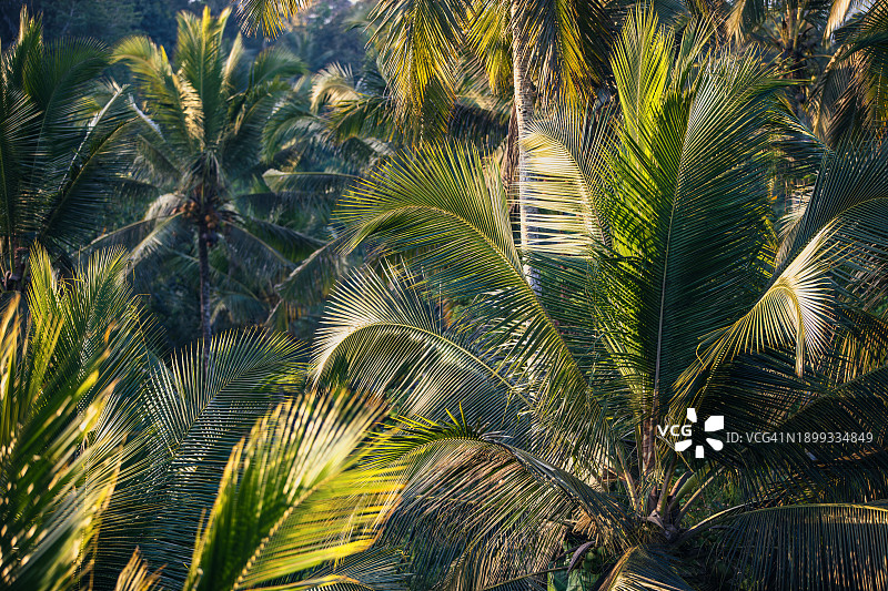 阳光下棕榈树舒缓的绿色色调图片素材