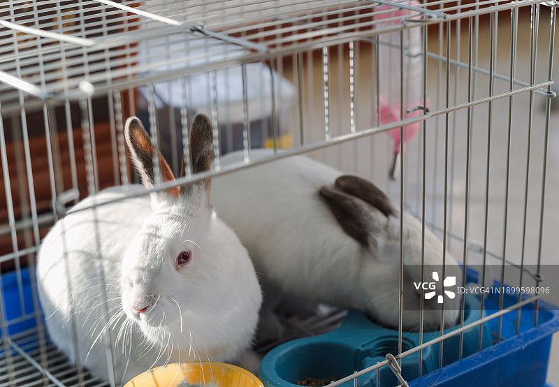 笼子里的两只兔子图片素材