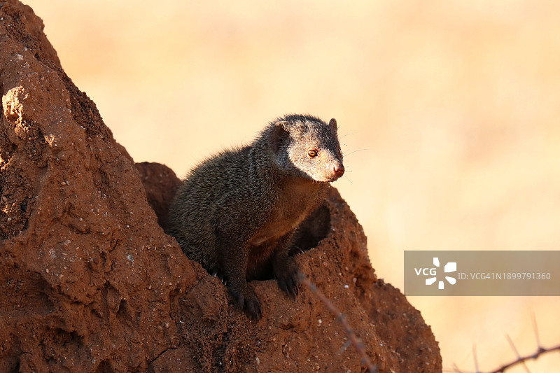 白蚁丘上的肯尼亚獴图片素材