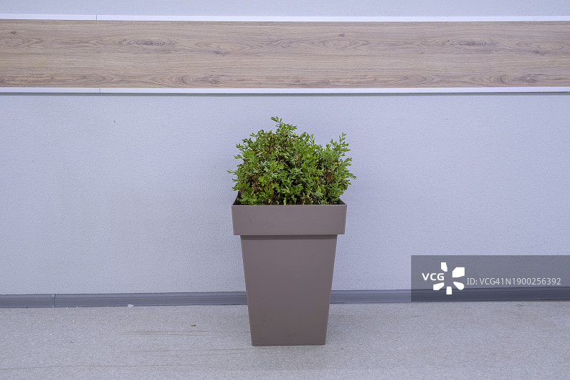 带有绿色装饰植物的花盆图片素材