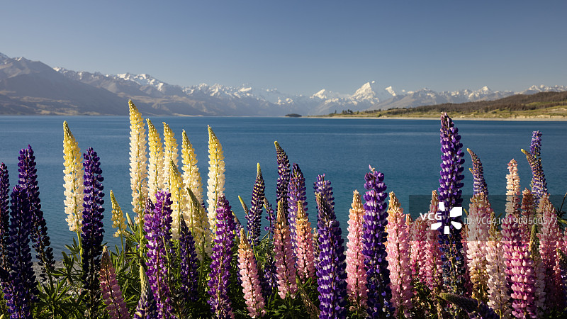 普卡基湖岸边的野生羽扇豆，新西兰图片素材