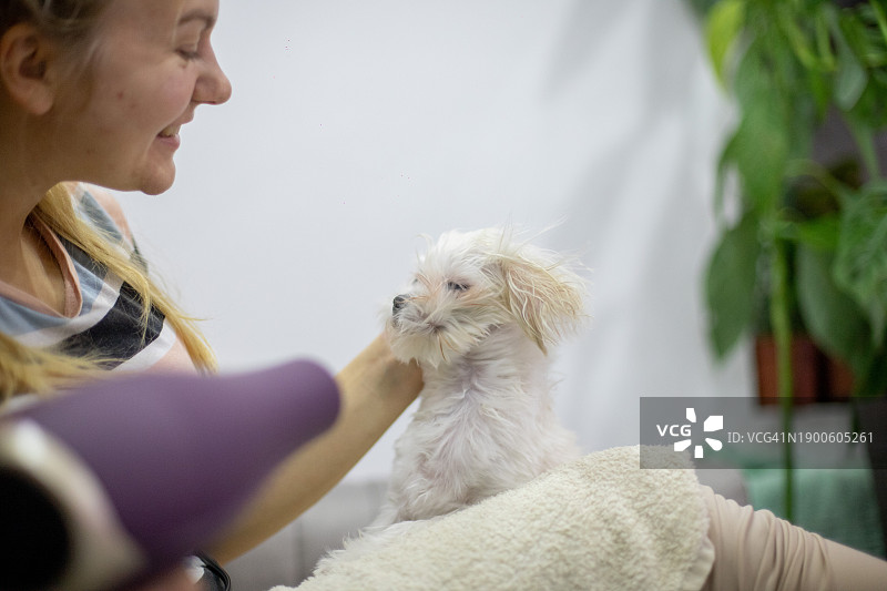 洗完澡后在家用吹风机给小狗吹干毛发的年轻女人图片素材
