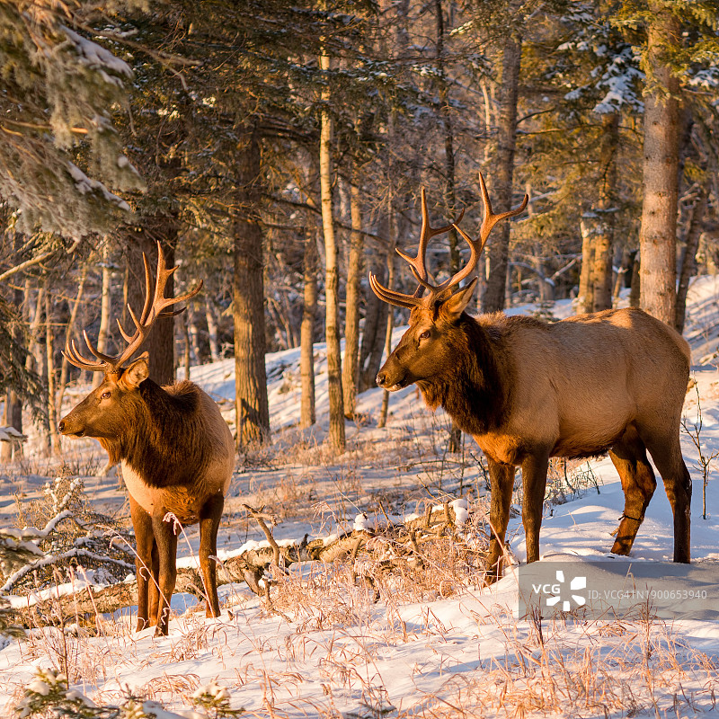 金色时段的加拿大麋鹿图片素材