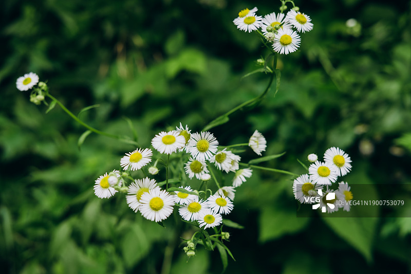 白色小雏菊图片素材