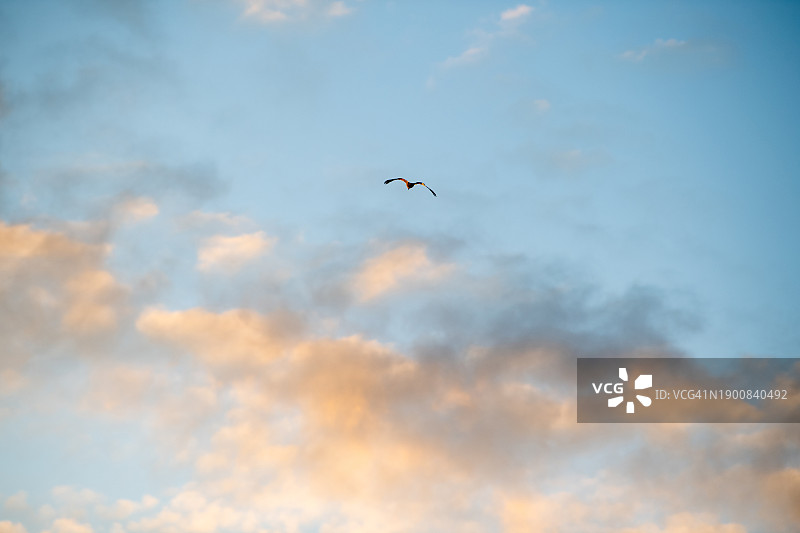 小鸟飞向日落图片素材