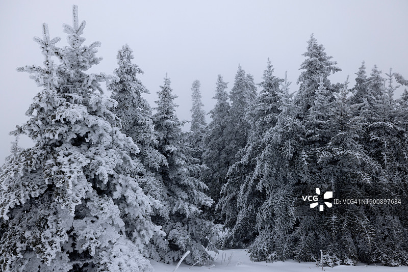 暴风雪天空下的松树林图片素材