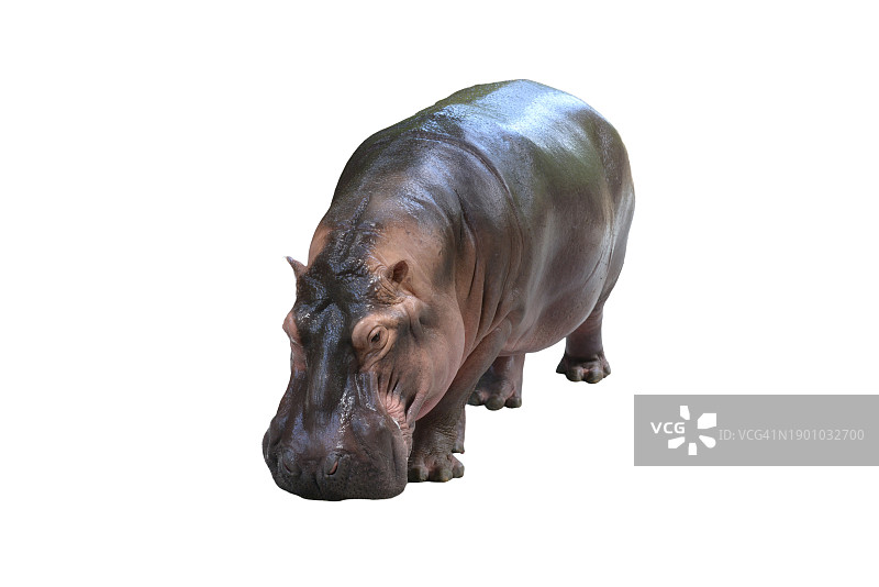 河马正面照（白色背景）图片素材