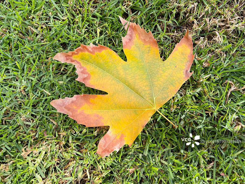 绿草地上色彩鲜艳的秋季枫叶图片素材