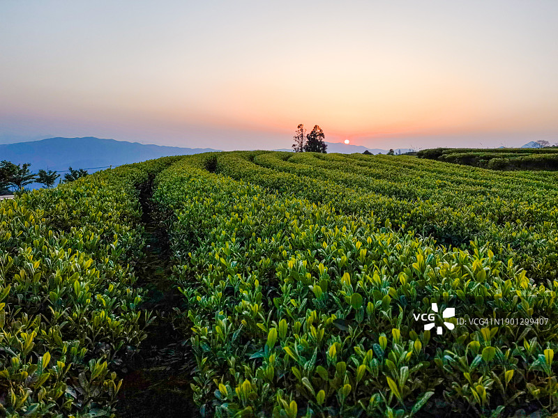 日出时的茶园图片素材