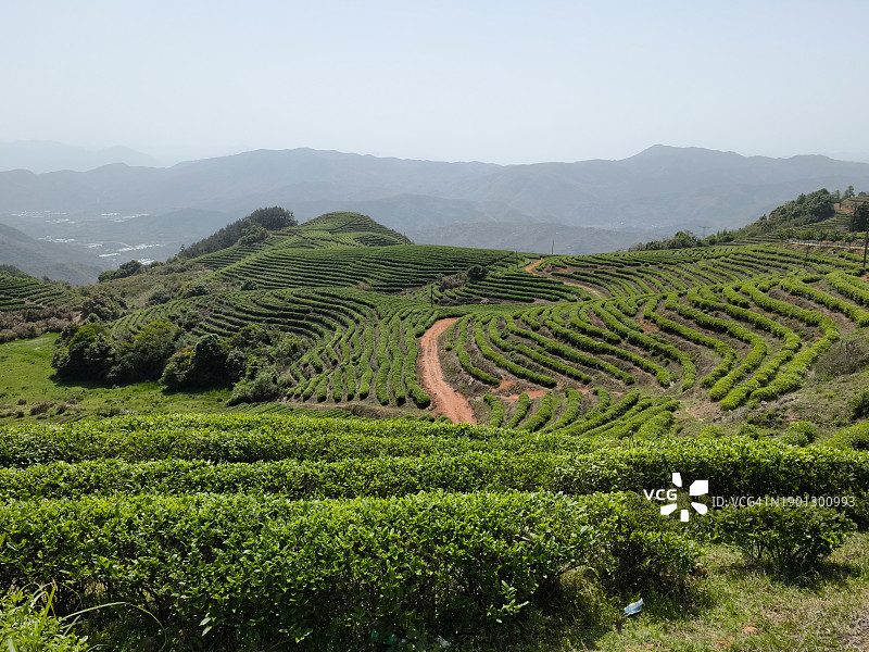 阳光下的茶园图片素材