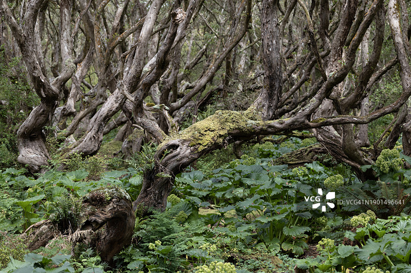 恩德比岛图片素材