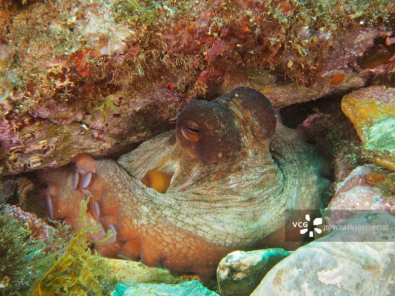 庇护所中的普通章鱼肖像图片素材
