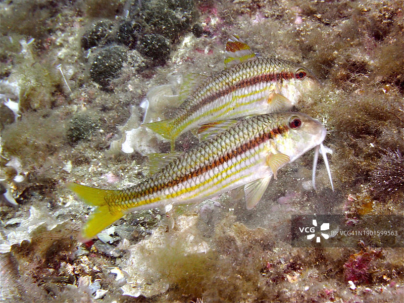 两条条纹红鲣鱼（Mullus surmuletus）图片素材