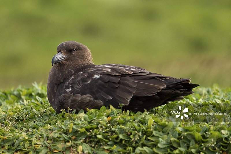 棕贼鸥图片素材