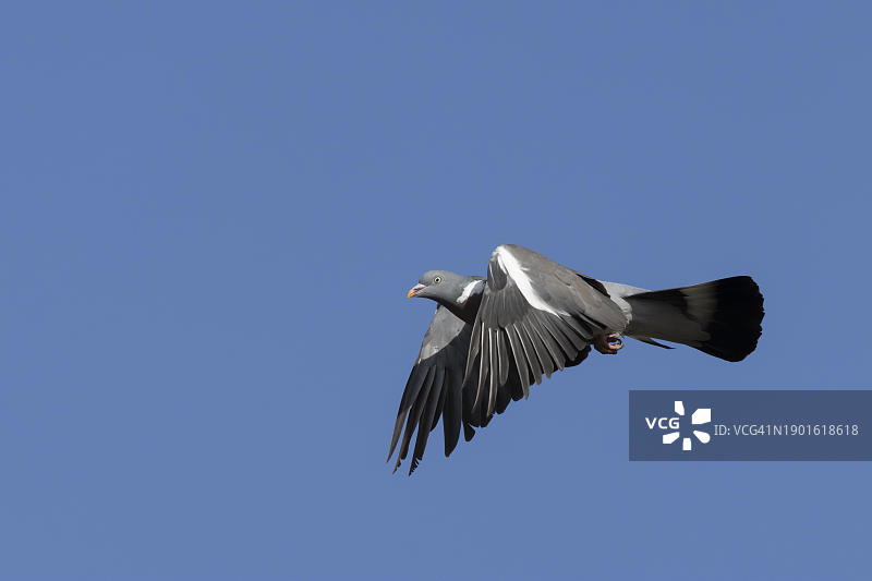 在飞的灰斑鸠（Columba palumbus），英国萨福克郡图片素材