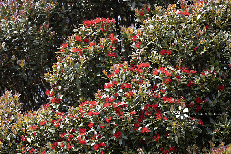 恩德比岛图片素材