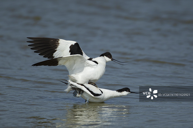 两只成年反嘴鹬在浅水泻湖中交配图片素材