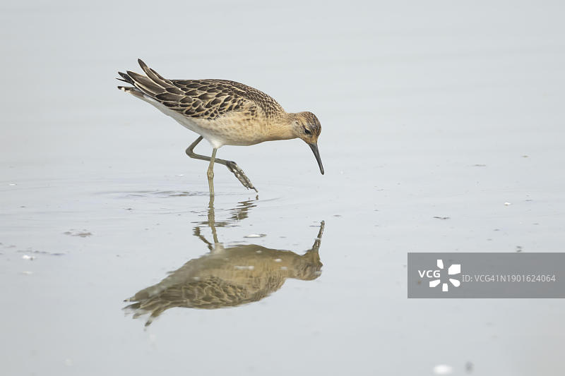 林肯郡浅水泻湖中的成年流苏鹬，英国，欧洲图片素材
