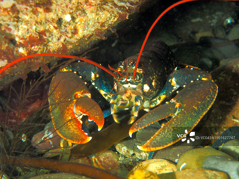 北大西洋爱尔兰海域的欧洲龙虾水下肖像图片素材