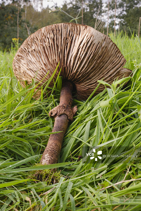 草甸上的巨型伞菌，高大环柄菇(Macrolepiota procera)，特写，德国下萨克森州埃姆斯兰图片素材