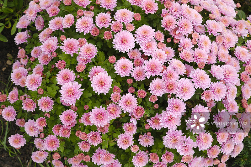 翠菊花，多年生，北莱茵-威斯特法伦，德国，欧洲图片素材