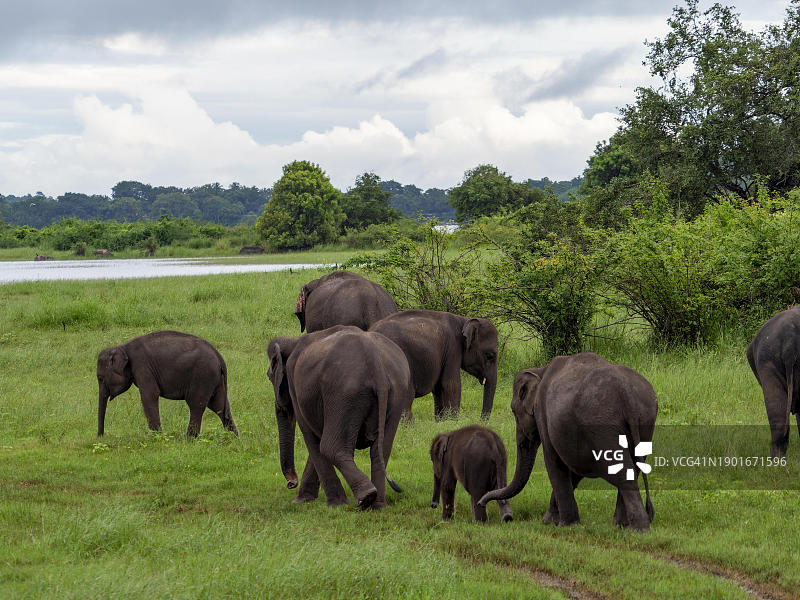 斯里兰卡米内日亚国家公园的象群(亚洲象)图片素材
