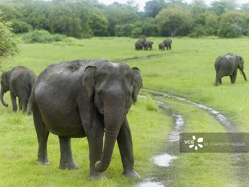 斯里兰卡米内日亚国家公园的象群(亚洲象)图片素材