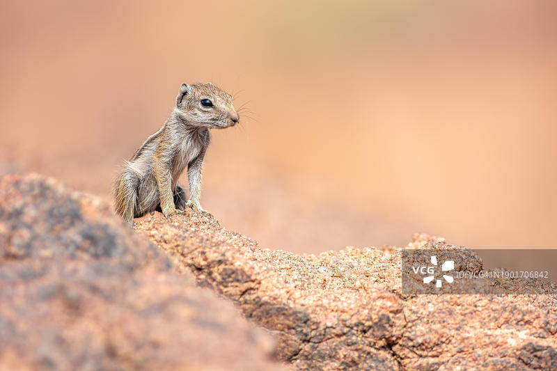 巴巴里地松鼠图片素材