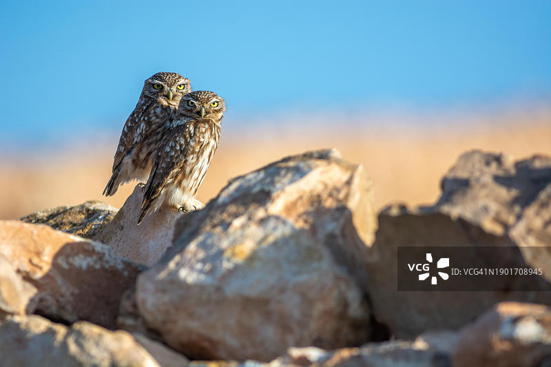 一对小猫头鹰在岩石上，在晨曦中取暖。非洲摩洛哥阿加迪尔苏斯-马萨-德拉地区图片素材