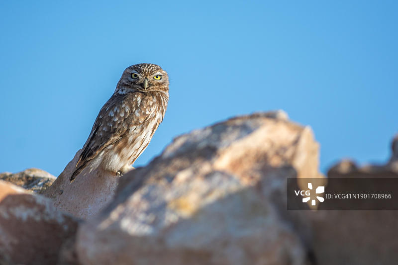 摩洛哥阿加迪尔，在晨曦中岩石上取暖的小猫头鹰图片素材
