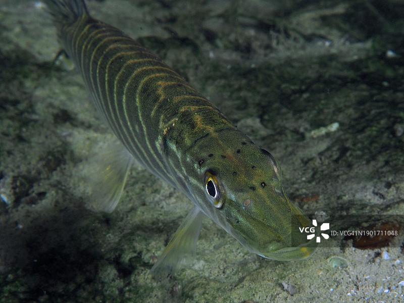 梭子鱼（白斑狗鱼），格罗瑟停车场潜水点，瑞士苏黎世州苏黎世湖图片素材